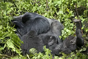 Mountain Gorilla (Gorilla beringei beringei) silverback adult male and young, resting in vegetation, Volcanoes N. P. Virunga Mountains, Rwanda