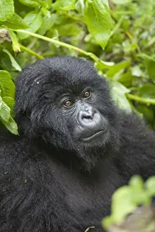 Equatorial Prints: Mountain Gorilla (Gorilla beringei beringei) young