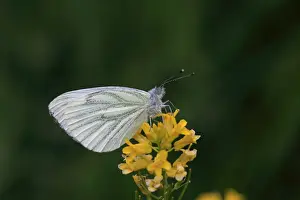 Rest Prints: Mountain Green-veined White (Artogeia bryoniae) adult