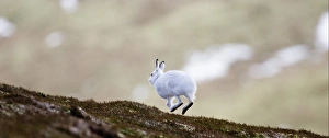 Mountain Hare (Lepus timidus) adult, white winter coat, running on hillside, Cairngorm N. P. Highlands, Scotland, winter