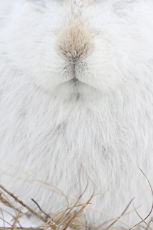 Mountain Hare (Lepus timidus) adult, white winter coat, close-up of nose and mouth, Strathspey, Cairngorm N. P. Highlands, Scotland, december