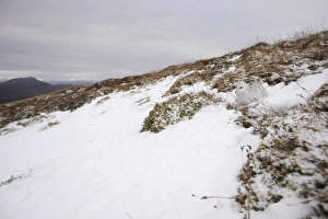 Mountain Hare (Lepus timidus) adult, white winter coat, resting on snow in upland habitat, Strathspey, Cairngorm N. P