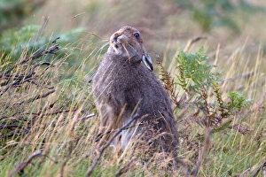 Mountain Hare (Lepus timidus) adult, feeding on grass seeds, sitting amongst burnt heather and bracken on moorland