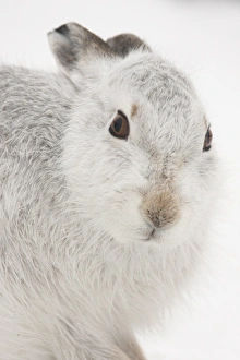 Mountain Hare (Lepus timidus) adult, white winter coat, close-up of head, in snow, Strathspey, Cairngorm N. P