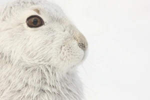 Mountain Hare (Lepus timidus) adult, white winter coat, close-up of head, in snow, Strathspey, Cairngorm N. P
