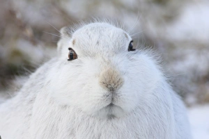 Mountain Hare (Lepus timidus) adult, white winter coat, close-up of head, in snow, Strathspey, Cairngorm N. P