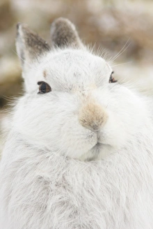 Mountain Hare (Lepus timidus) adult, white winter coat, close-up of head, in snow, Strathspey, Cairngorm N. P