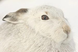 Trending: Mountain Hare (Lepus timidus) adult