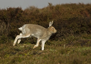 Mountain Hare (Lepus timidus) adult, summer coat, running on moorland, Peak District, Derbyshire, England, April