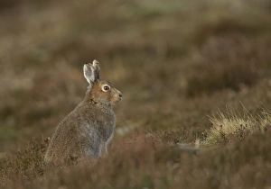 Hares Prints: Mountain Hare (Lepus timidus) adult