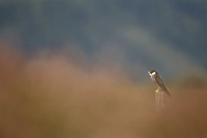 Mountain Hare (Lepus timidus) adult, in mid-moult from winter to summer coat, sitting on haunches with ears pricked up