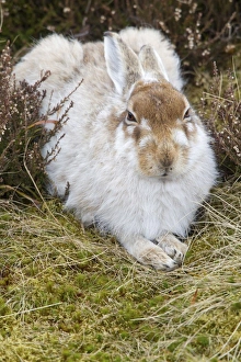 Mountain Hare Lepus timidus adult, moulting winter coat, resting amongst heather on moorland, Lammermuir Hills