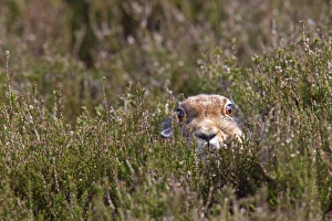 Mountain Hare (Lepus timidus) adult, summer coat, resting amongst heather on moorland, Lammermuir Hills