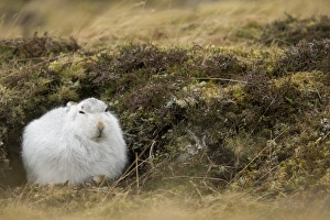 Moorland Prints: Mountain Hare (Lepus timidus) adult
