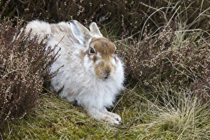 Mountain Hare Lepus timidus adult, moulting winter coat, resting amongst heather on moorland, Lammermuir Hills