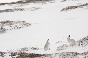 Hares Prints: Mountain Hare (Lepus timidus) two adults