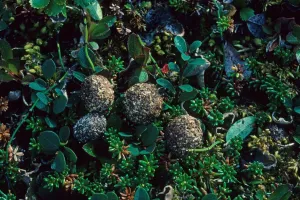 Hares Prints: Mountain Hare (Lepus timidus) droppings, Arctic Sweden