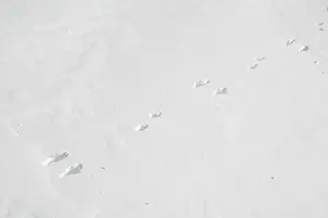 Track Prints: Mountain Hare (Lepus timidus) footprints with back feet together and smaller front feet offset