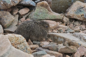 Hares Prints: Mountain Hare (Lepus timidus) young