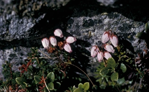 Heather Prints: Mountain Heather, Menziesia - Phyllodoce caerulea, Norway
