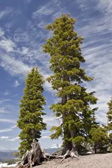 Oregon Prints: Mountain Hemlock (Tsuga mertensiana) ancient habit