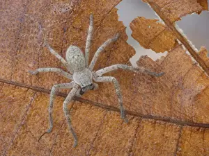 Spiderling Prints: Mountain Huntsman Spider (Isopeda montana) young instar