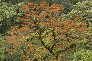 Lesser Antilles Prints: Mountain Immortelle (Erythrina poeppigiana) naturalised species