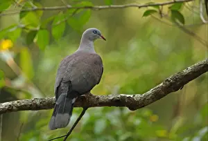 Mountain Imperial-pigeon (Ducula badia griseicapilla) adult, perched on branch, Kaeng Krachan N. P. Thailand, february