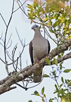 Mountain Imperial-pigeon (Ducula badia griseicapilla) adult, perched on branch, Dakdam Highland, Cambodia, January
