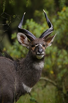 Horn Of Africa Prints: Mountain Nyala (Tragelaphus buxtoni) adult male