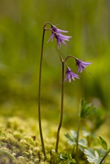 Rila Prints: Mountain Snowbell (Soldanella montana) flowering, Rila Mountains, Bulgaria, may