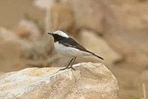 Maghreb Prints: Mourning Wheatear (Oenanthe lugens halophila) North African subspecies