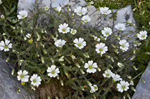 Mouse-eared Chickweed (Cerastium latifolium) flowering, growing at high altitude, Maritime Alps, France, September