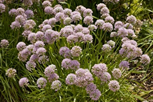 Ornamental Prints: Mouse Garlic (Allium angulosum) flowering, growing in garden, Dorset, England, July