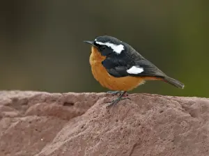 Atlas Prints: Moussier's Redstart (Phoenicurus moussieri) adult male
