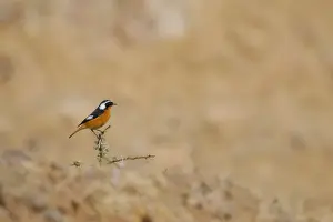 Moussier's Redstart (Phoenicurus moussieri) adult male, perched on thorn twig in habitat, High Atlas, Morocco, january