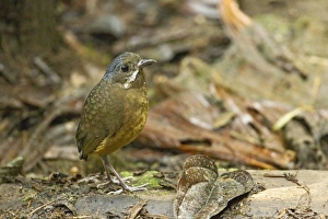 Equatorial Prints: Moustached Antpitta (Grallaria alleni) adult