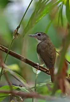 Moustached Babbler (Malacopteron magnirostre magnirostre) adult, perched on twig, Taman Negara N. P