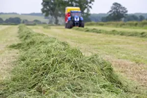 Cultivate Prints: Mowed grass in field ready to be picked up by tractor with forage wagon