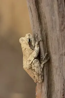 Tree Frog Prints: Mozambique Forest Treefrog (Leptopelis mossambicus) adult