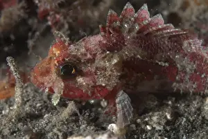 Mozambique Scorpionfish (Parascorpaena mossambica) adult, close-up of head, Lembeh Island, Sulawesi, Indonesia