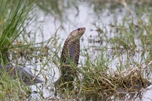 Displays Prints: Mozambique Spitting Cobra (Naja mossambica) adult