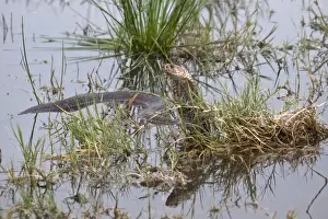 Mozambique Spitting Cobra in The Okavango Delta - Botswana