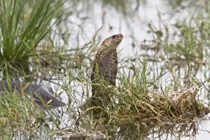 Mozambique Spitting Cobra in The Okavango Delta - Botswana