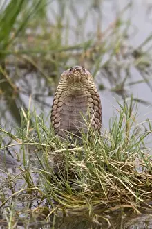 Mozambique Spitting Cobra in The Okavango Delta - Botswana