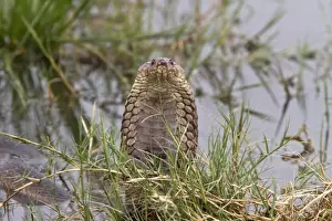 Mozambique Spitting Cobra in The Okavango Delta - Botswana