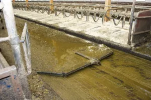 Housing Prints: Muck channel and scrapper in cubicle house on organic dairy farm, Sweden, august
