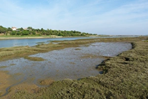 Marsh Prints: Mud flats at Ria Formosa Nature park, Quinta do Lago, Portugal