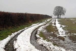 Damp Prints: Muddy farm track beside hedgerow in snow, Chiltern Hills, Hertfordshire, England, December