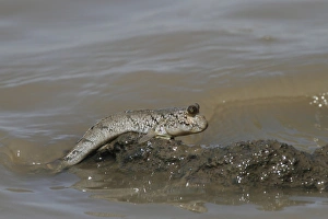 Gambia Prints: Mudskipper (Periophthalmus sp. ) adult, climbing out of water, Gambia